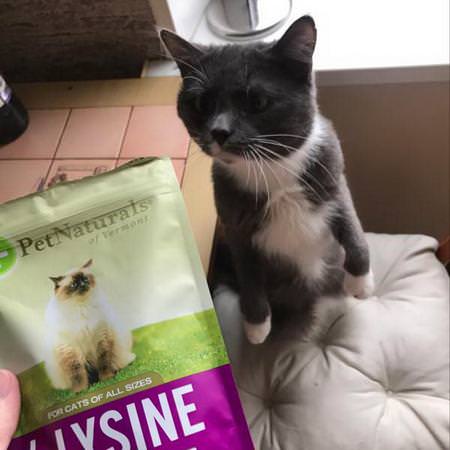 L-Lysine, For Cats, Chicken Liver Flavor